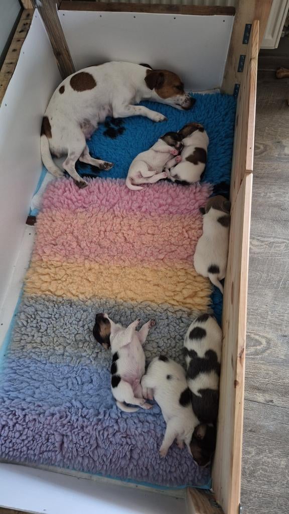 Jack russel pups, Particulier, Jack Russell Terriër, Reu, 8 tot 15 weken