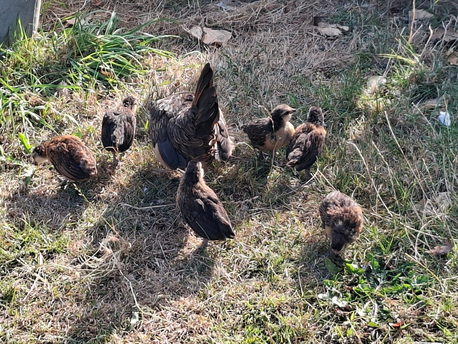 6 baardkriel kuikens te koop, Meerdere dieren, Kip