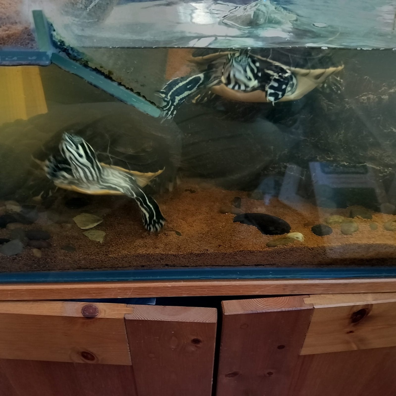 2 lieve waterschildpadden. Met aquarium en toebehoren, Schildpad