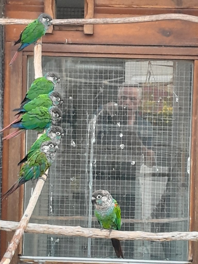 Diverse pyrrhura's, jong en overjarig., Dieren en Toebehoren, Meerdere dieren, Parkiet, Geringd
