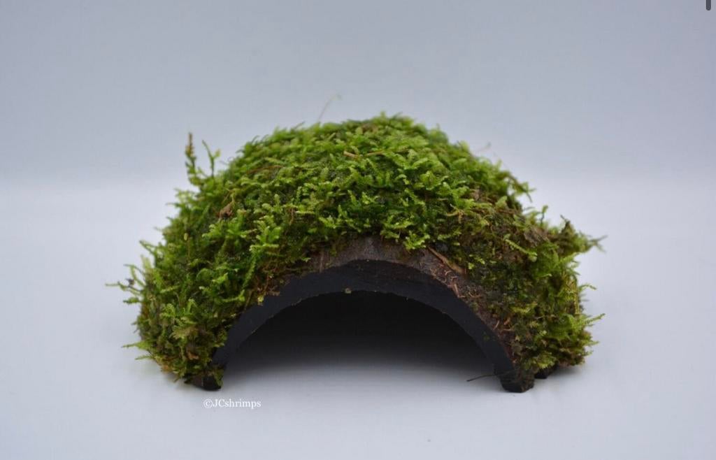 Javamos op 1-gaats kokosnoot | Aquarium plant, -, Nieuw, Ophalen of Verzenden, -