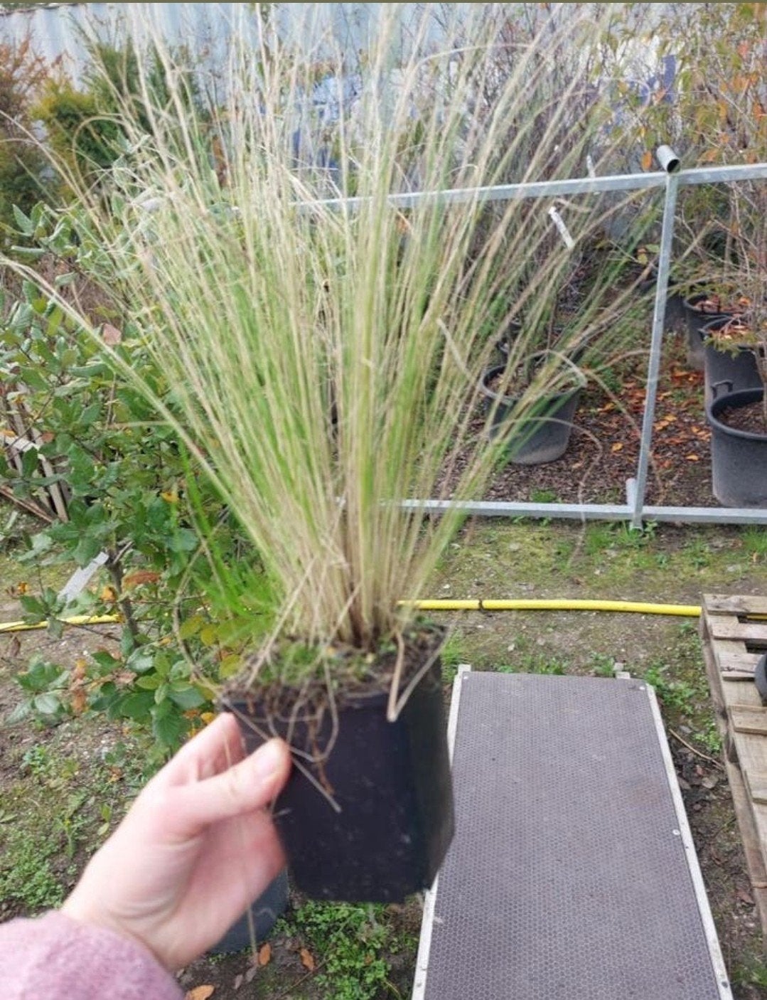 Stipa tenuissima 'Ponytails' (vedergras), Ophalen, Volle zon, Vaste plant, Siergrassen