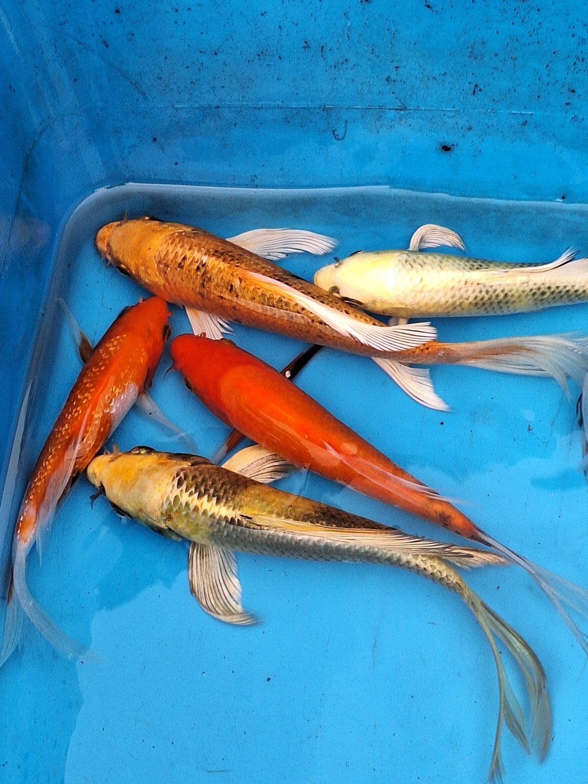 Koikarpers butterfly, Dieren en Toebehoren, Karper of Koi