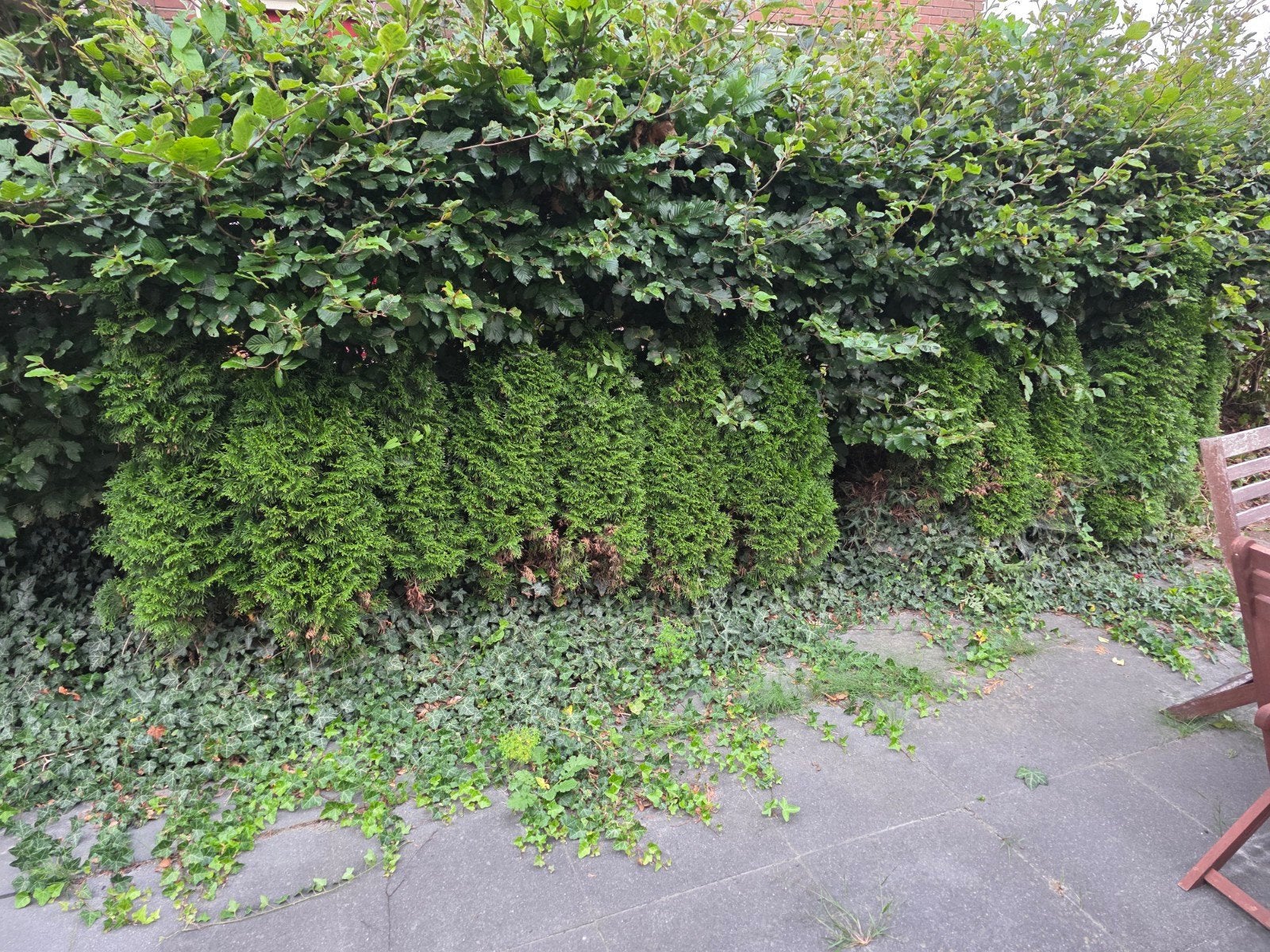 Gratis: 12 coniferen, zelf uitgraven, Ophalen, Conifeer, 100 tot 250 cm