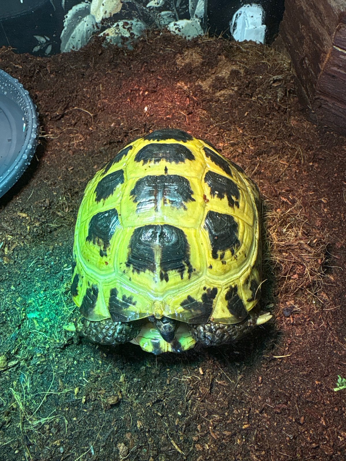 Testudo horsfieldii Tortoise - unknown for sale from robin