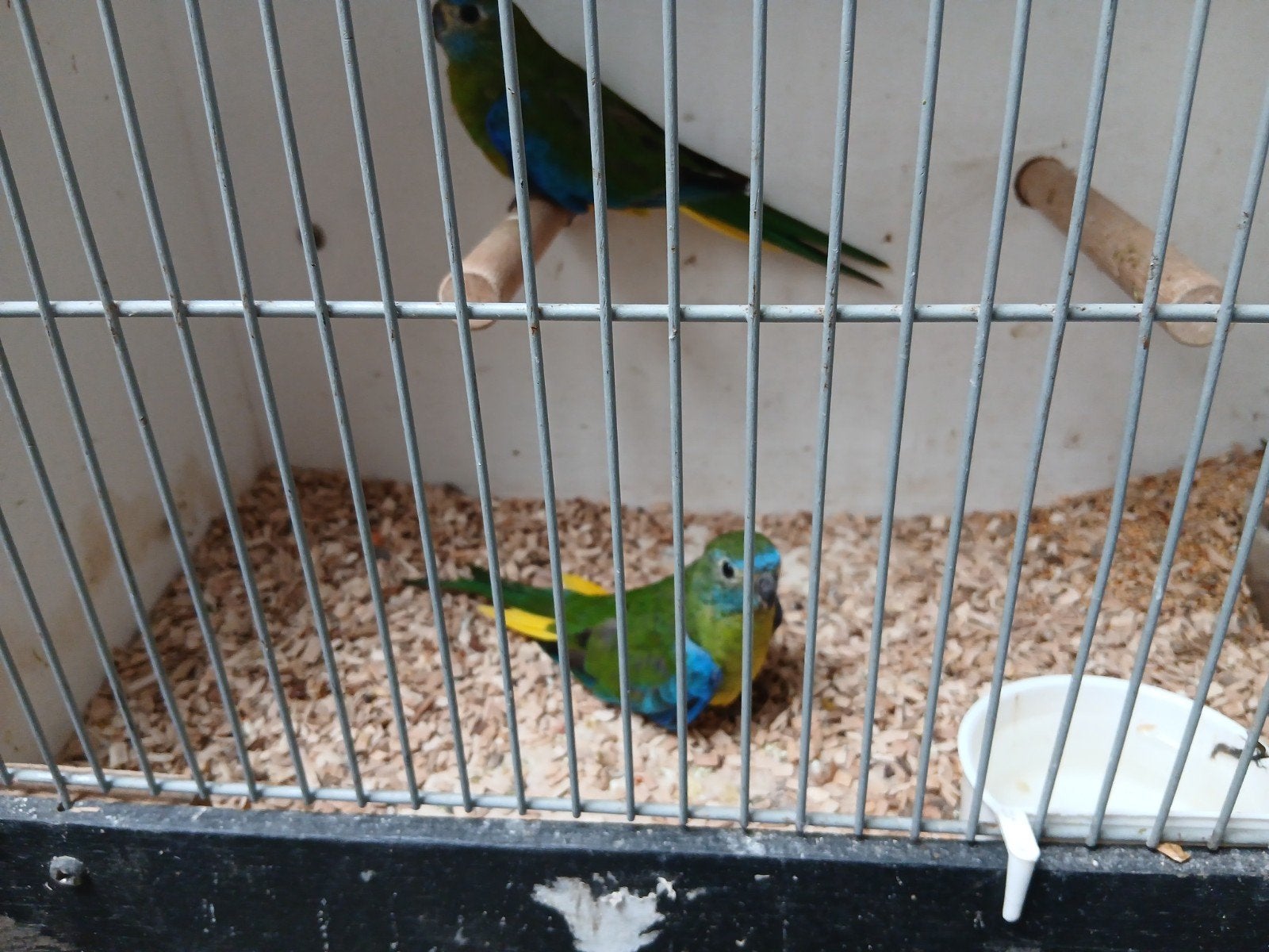 1 turquoisine pop, Dieren en Toebehoren, Vrouwelijk, Parkiet, Geringd
