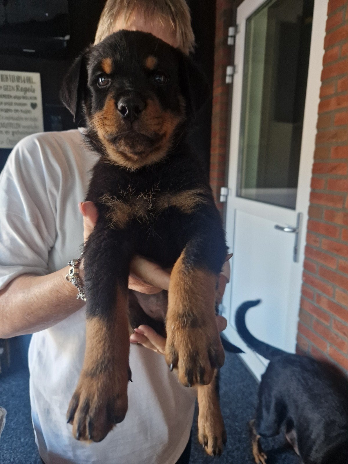 Rottweiler pups nog 2 reutjes beschikbaar, Dieren en Toebehoren, 8 tot 15 weken, Meerdere, Meerdere dieren, Rottweiler