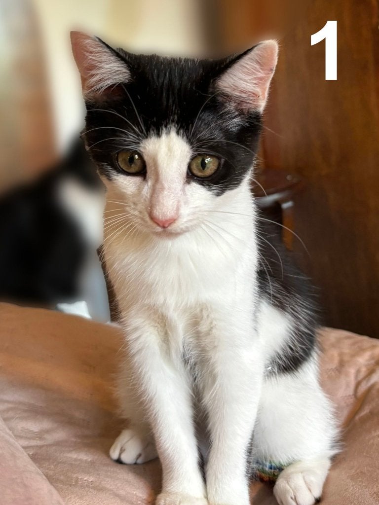 Kittens zoeken een eigen match (5 mnd) - ontvlooit ontwormd, Dieren en Toebehoren, Meerdere dieren, Kortharig