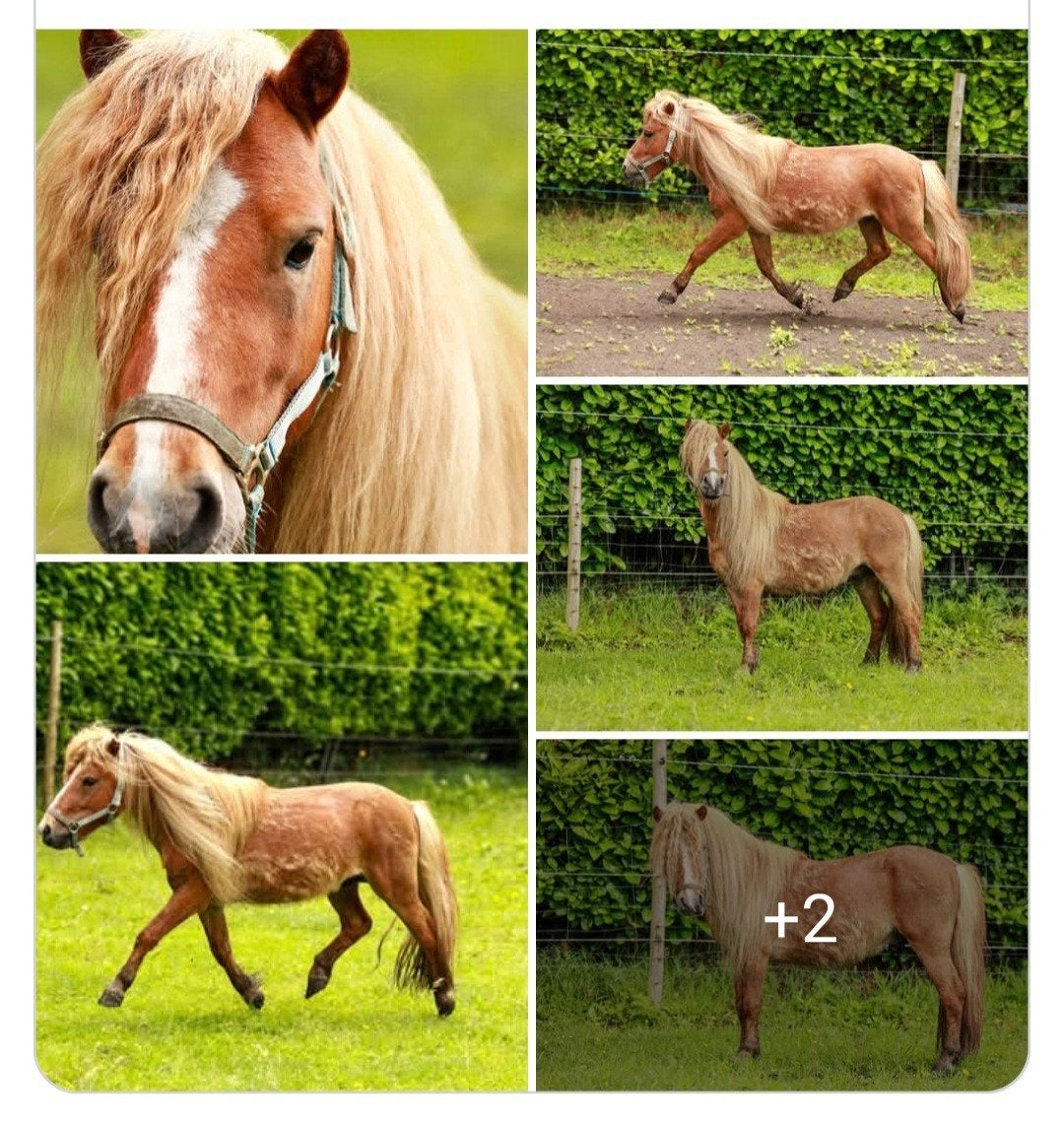 Shetlander pimmetje, Dieren en Toebehoren, Pony's