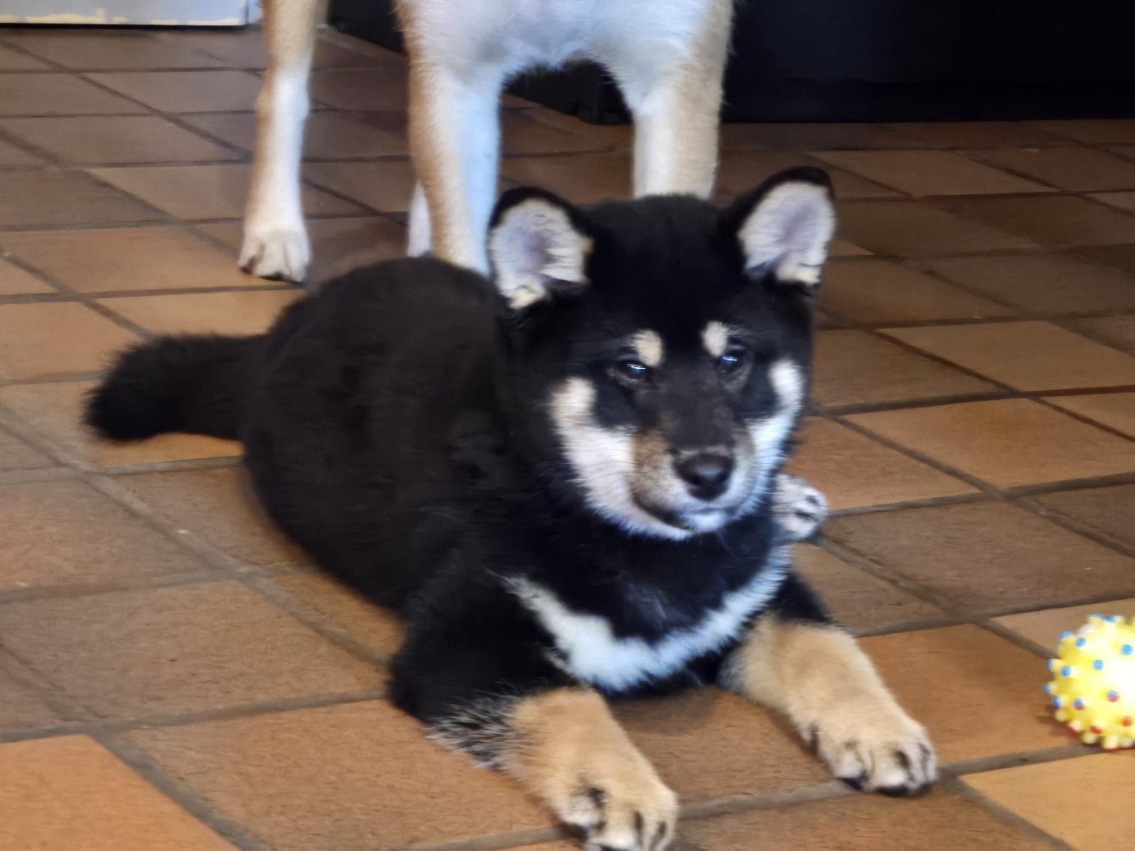 Shiba inu black and tan teefje - stamboom, België, Fokker | Hobbymatig, Overige rassen, Teef
