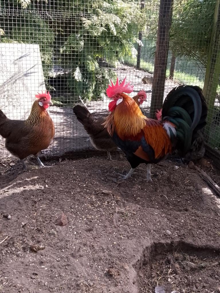 Drentse hoen koppeltje, Dieren en Toebehoren, Pluimvee, Meerdere dieren, Kip