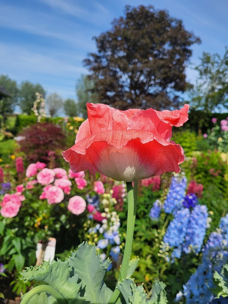 Zaden Papaver wit met brede roze-rode rand, Verzenden, Volle zon