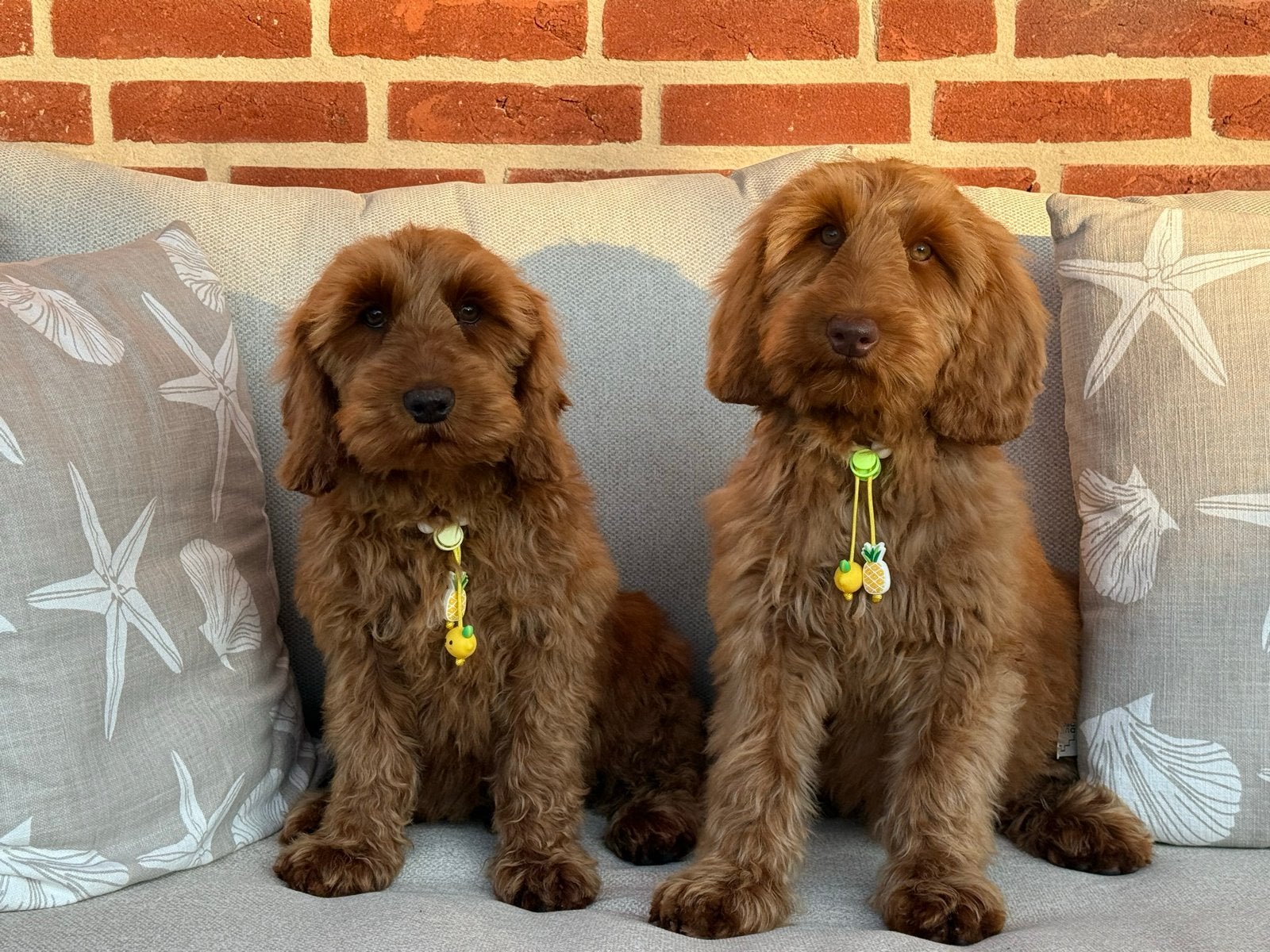 Australian Labradoodle broertjes, Parvo, Nederland, 15 weken tot 1 jaar, Reu