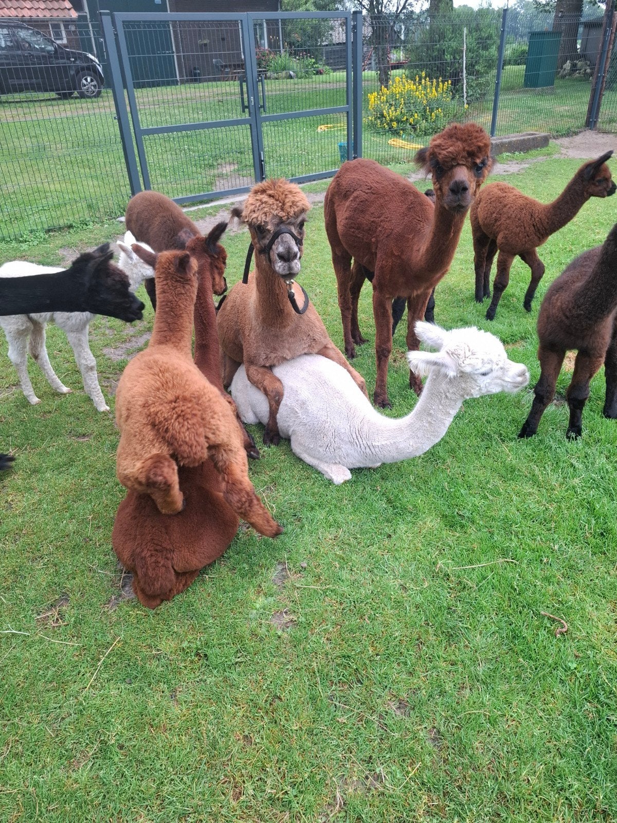 Te koop diverse alpaca merries en dekhengsten., Dieren en Toebehoren, Juni, Meerdere dieren