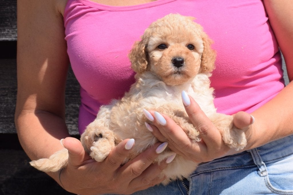 Poedel pups diverse kleuren, Poedel, Nederland, 15 weken tot 1 jaar, Meerdere
