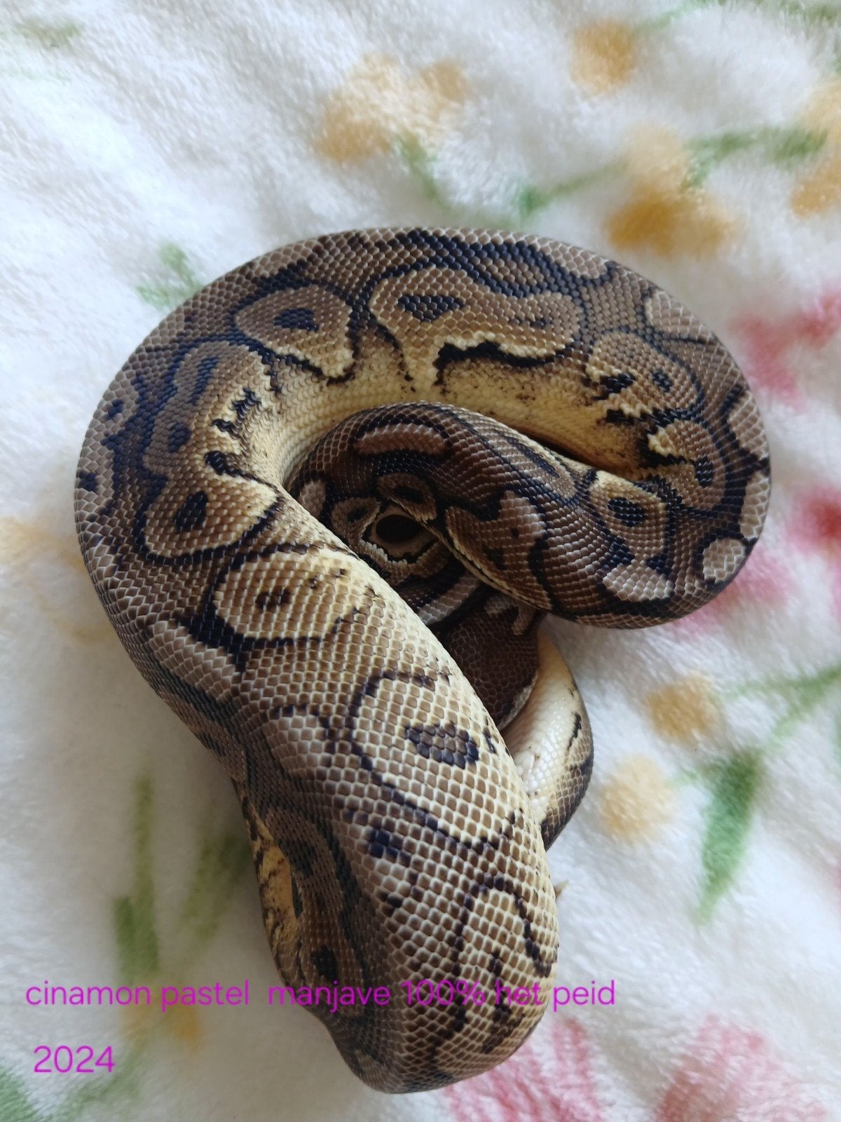 koningspython dames en mannen Ball Python photo 5