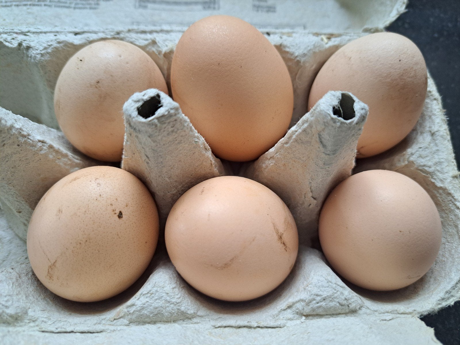 Broedeieren kippen (mengeling Wyandotte  Sussex Barnevelder), Meerdere dieren, Kip