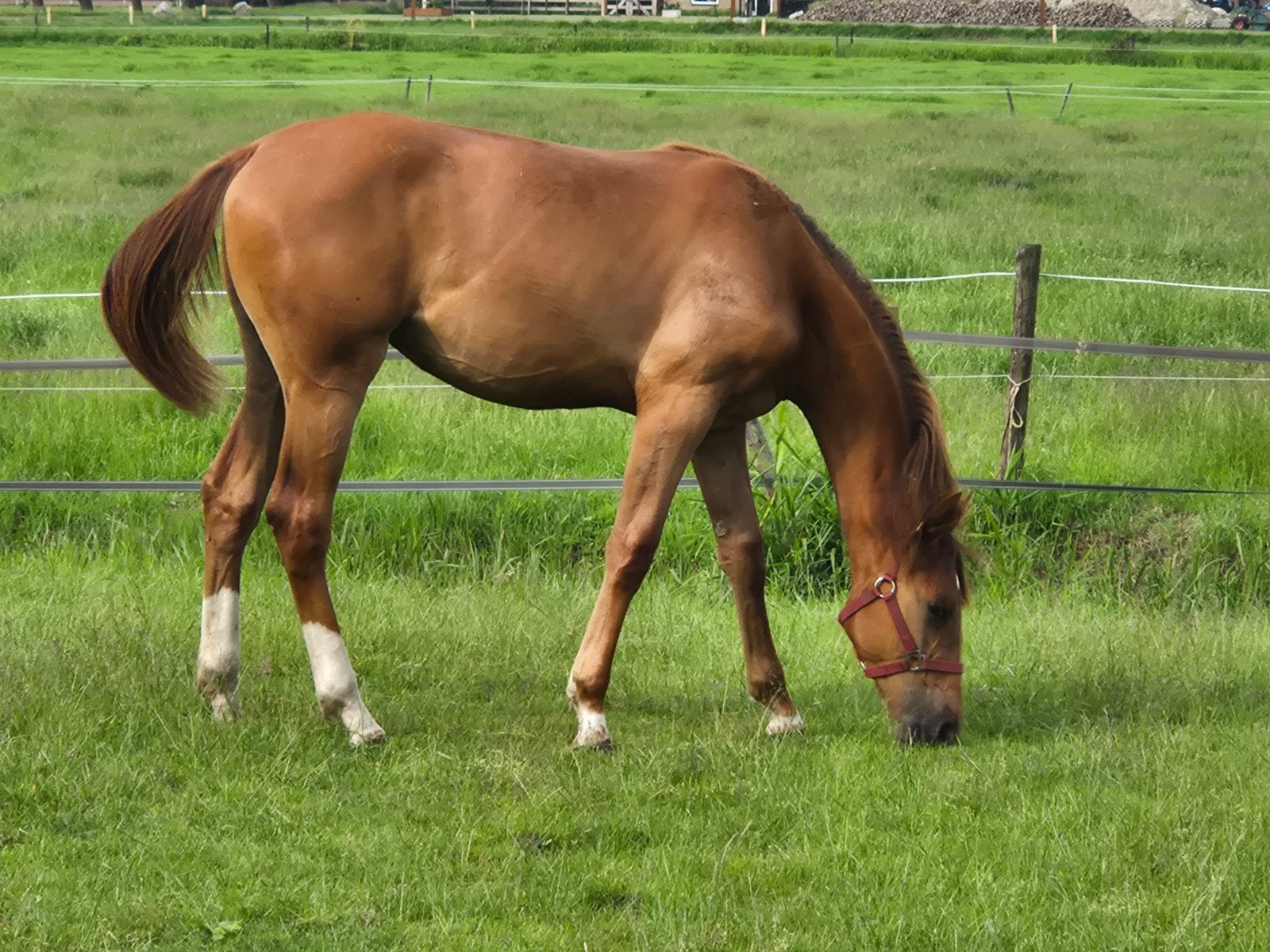 McAllister VDL x Take A Chance On Me Z vos merrie, jaarling, Dieren en Toebehoren, Paarden, Merrie, Springpaard, Met stamboom