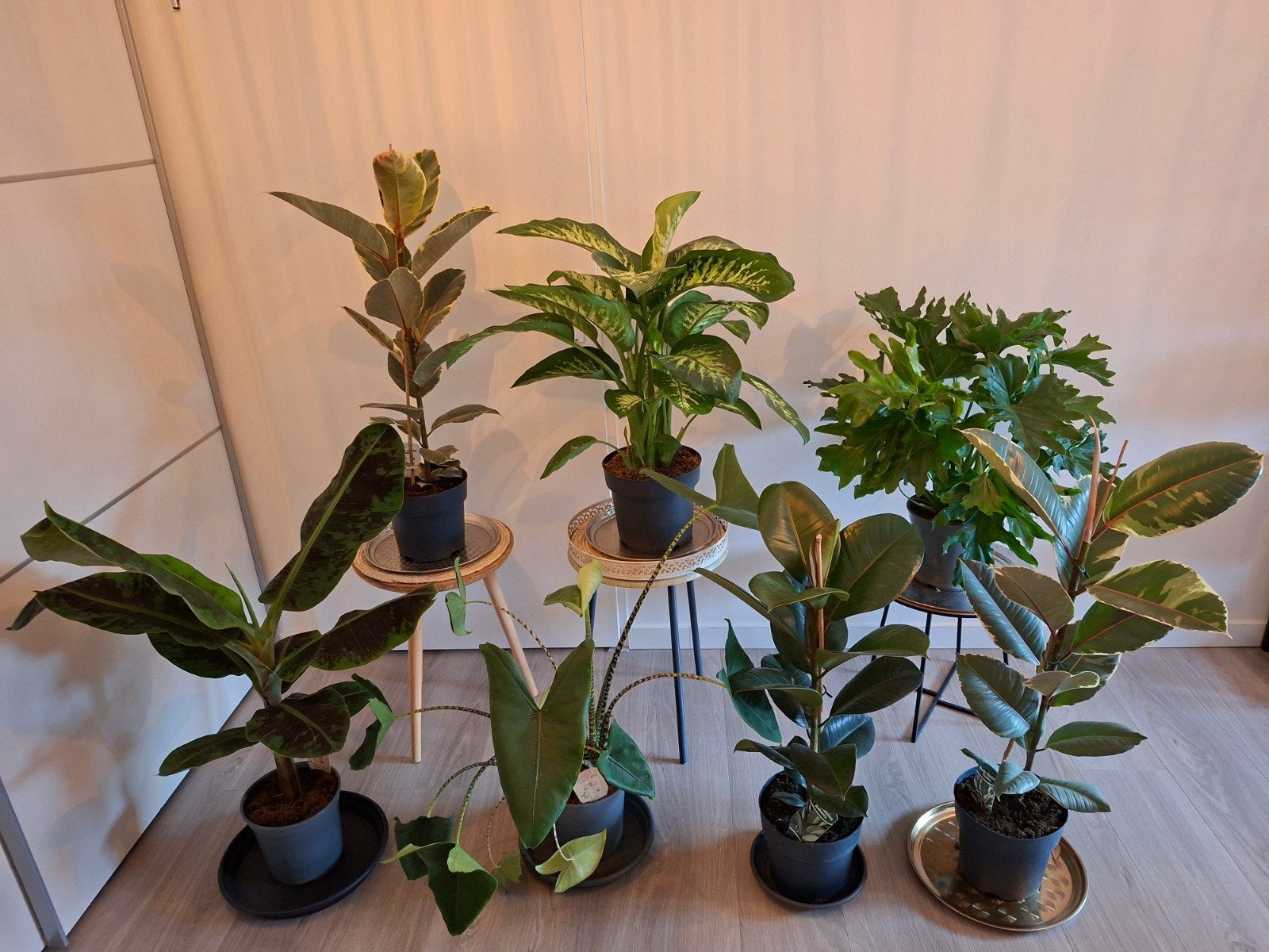kamerplanten Dieffenbachia Ficus Tineke Alocasia Bananenboom, Ophalen, Ficus, Halfschaduw, In pot