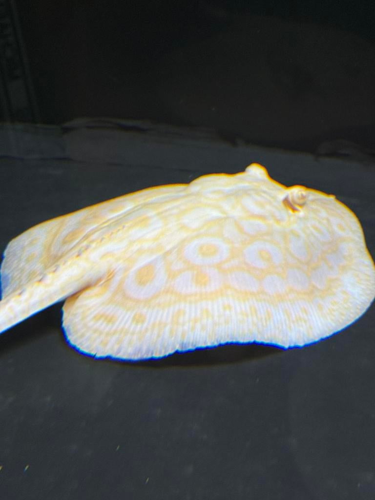 Potamotrygon golden base, Vis