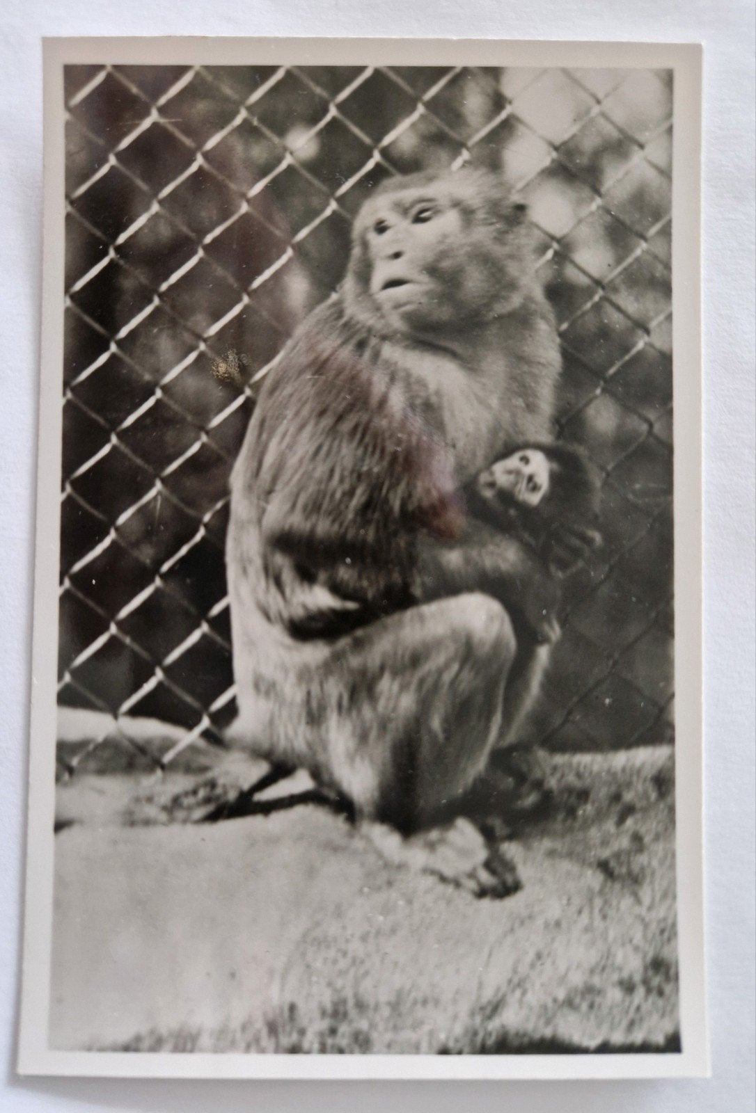 144) Burgers Dierenpark Emmen - Aap met jong, Verzamelen, Ophalen of Verzenden, 1960 tot 1980, Ongelopen, Overige soorten