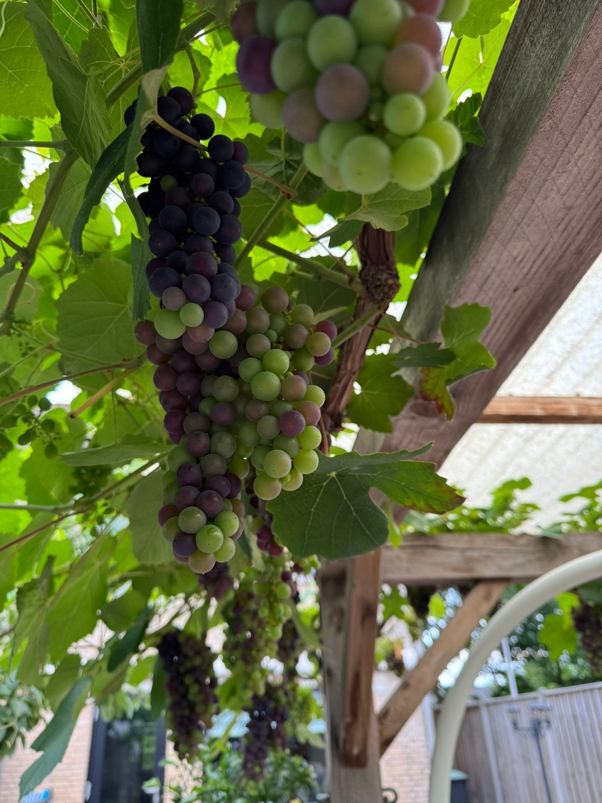 Druif, Tuin en Terras, Ophalen, Volle zon, Overige soorten