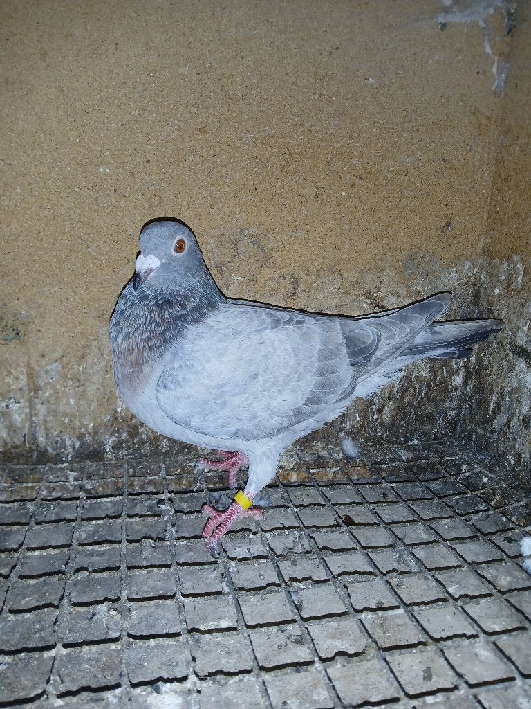 Postduif / Kleurpostduiv, Vrouwelijk, Postduif