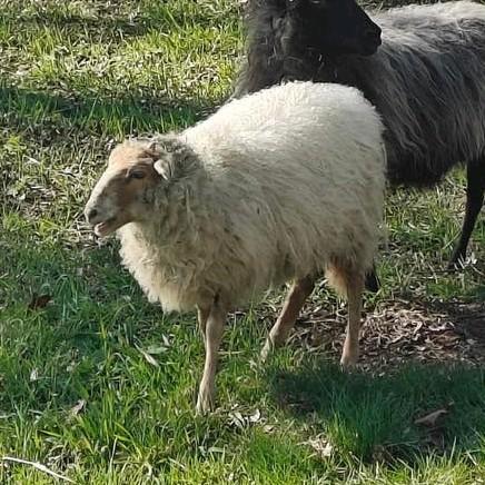 Drents heideschaap ooi 1 jaar oud, Dieren en Toebehoren, Vrouwelijk, Schaap