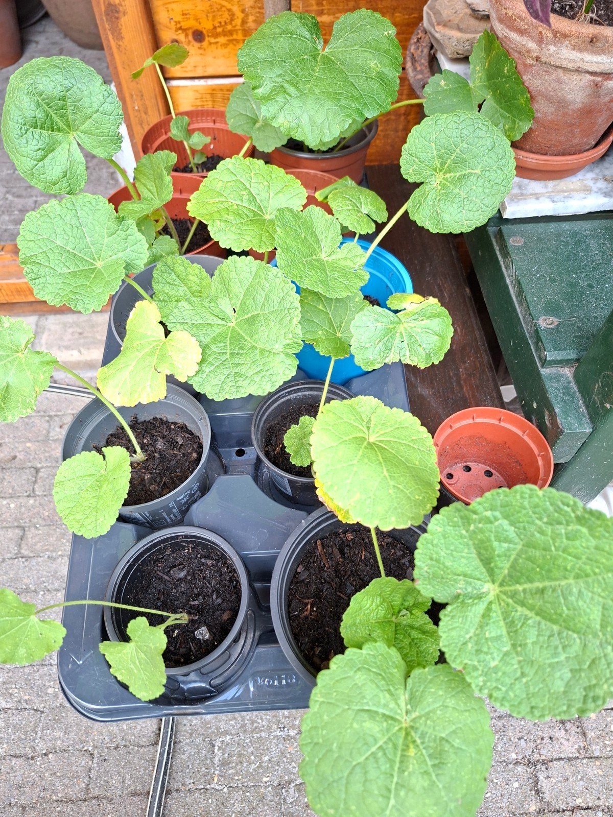 Stokrozen Tray met 10 planten, Tuin en Terras, Ophalen, Overige soorten, Volle zon