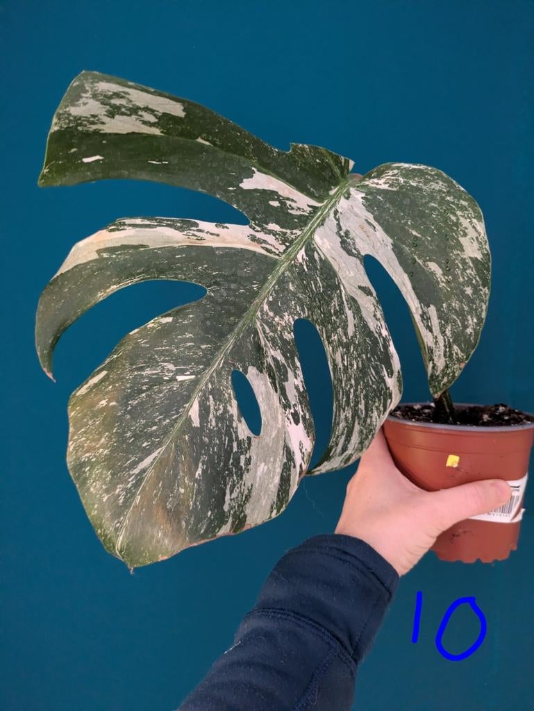 Monstera variegata kamerplant, Ophalen of Verzenden, Halfschaduw, Minder dan 100 cm