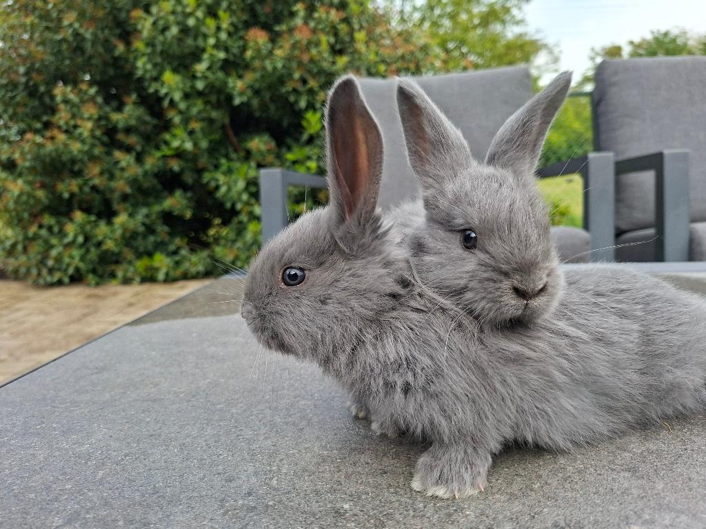 Reusjes te koop, Dieren en Toebehoren, Konijnen, Meerdere dieren, Groot, 0 tot 2 jaar