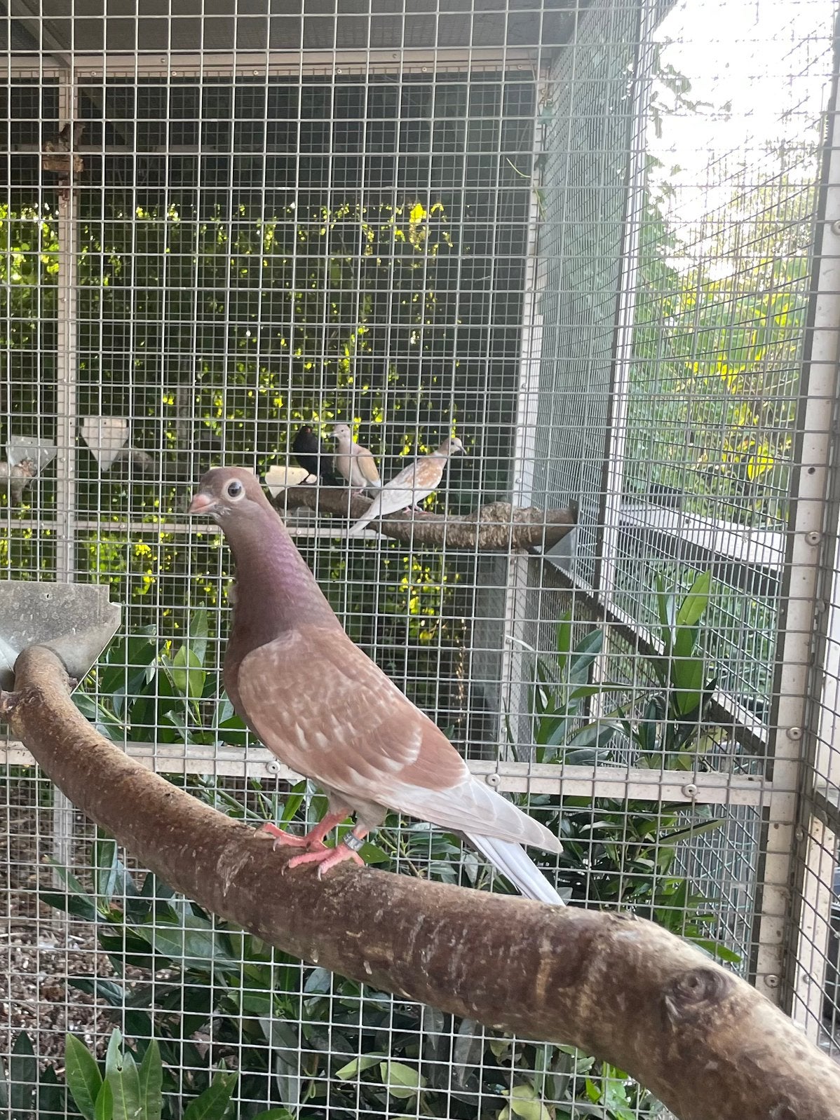 Jonge figurita, Dieren en Toebehoren, Vogels | Duiven, Geslacht onbekend, Postduif