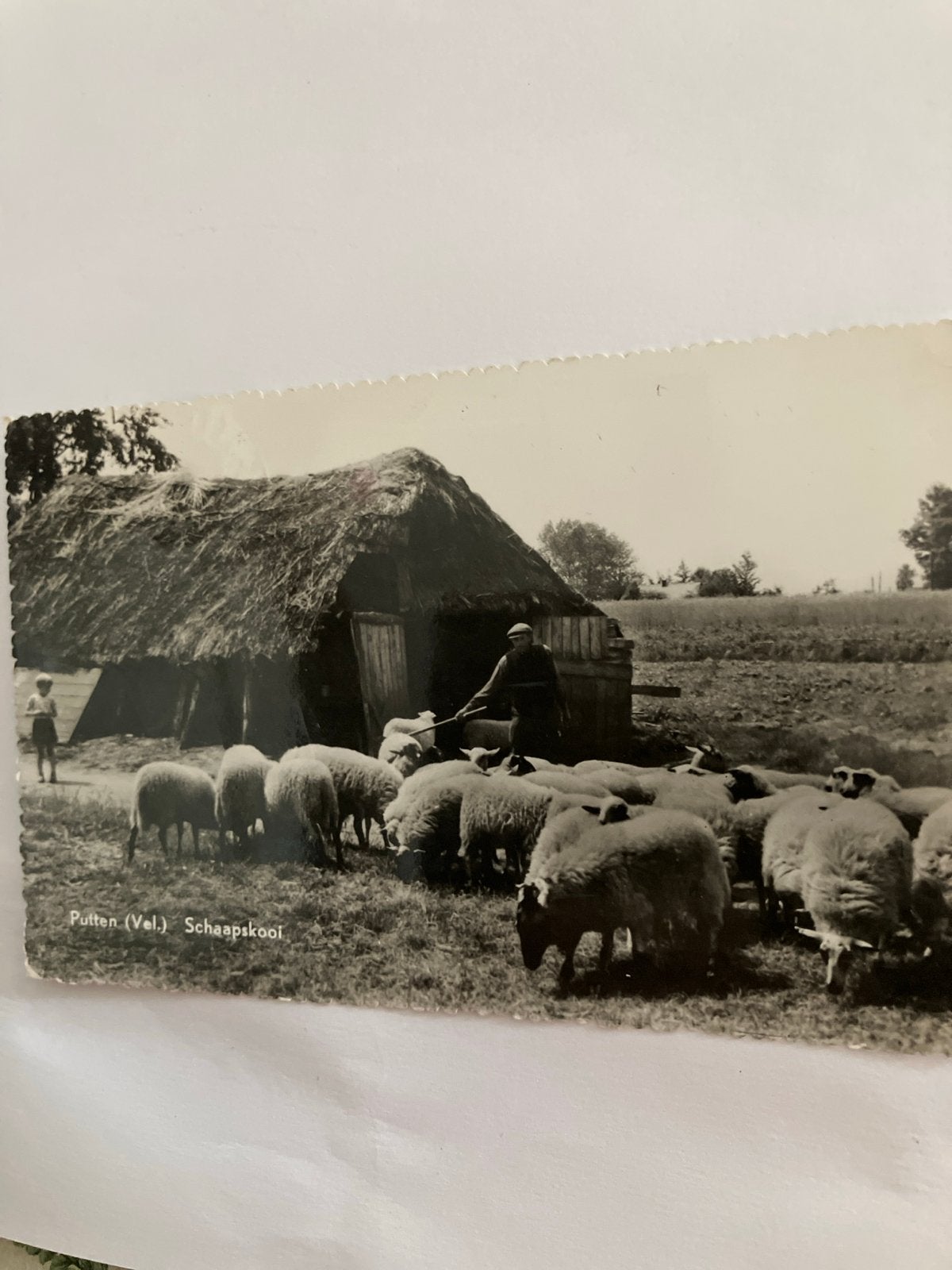 Oude ansichtkaart Putten (Vel.) Schaapskooi, Ophalen of Verzenden, 1920 tot 1940, Gelopen, Gelderland