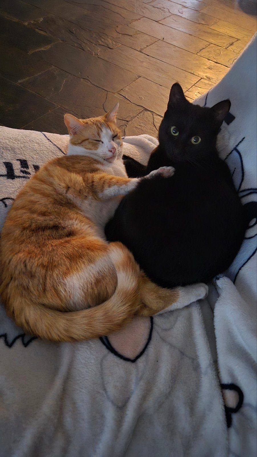 Monster en Mango, Kater