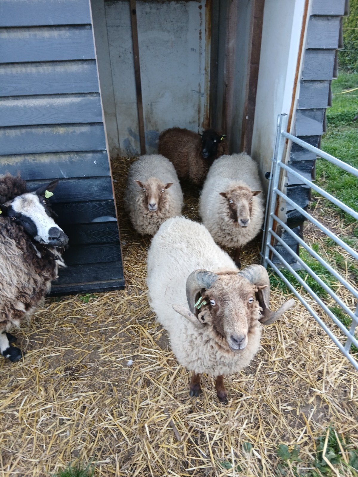Schapenwol, Dieren en Toebehoren, Vrouwelijk, Schaap