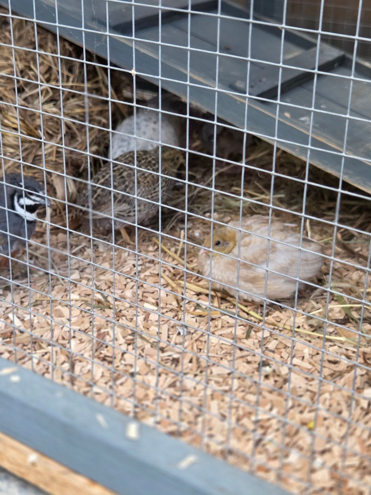 Chinese dwerg kwartel kuikens, Dieren en Toebehoren, Pluimvee, Geslacht onbekend, Overige soorten