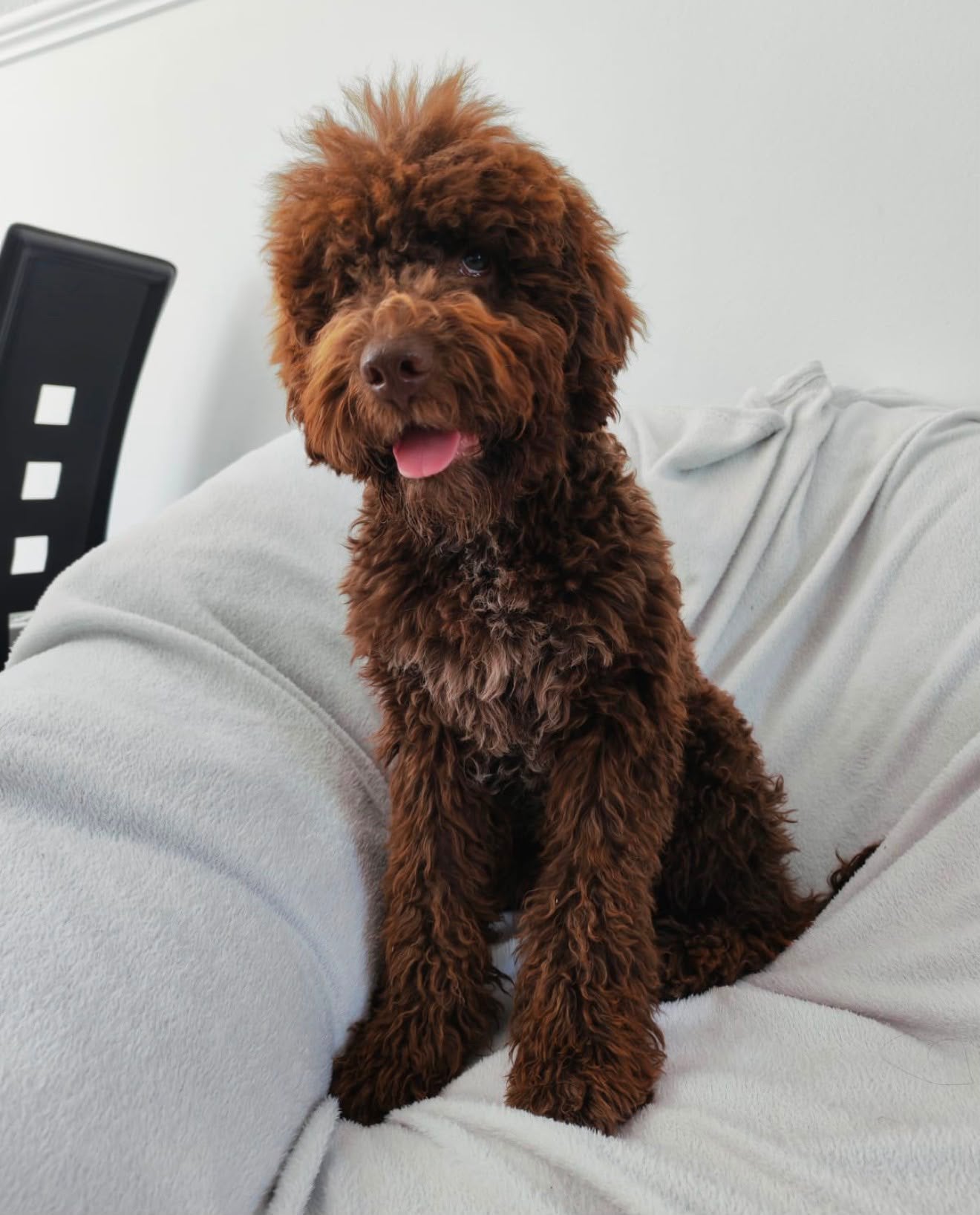 Lagotto romagnolo pup, 15 weken tot 1 jaar, Parvo, Eén hond, Nederland