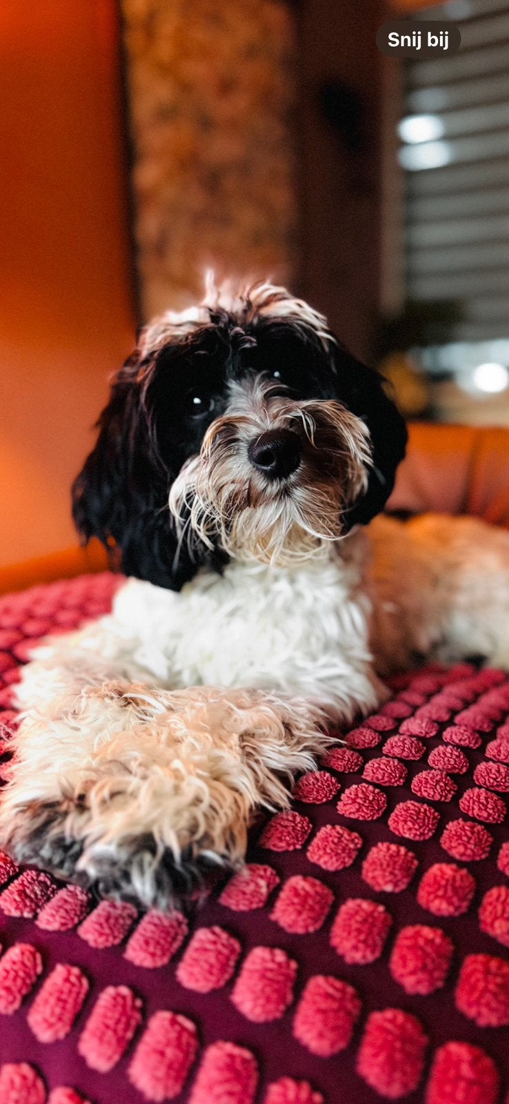Demi mini Australian labradoodle, Parvo, Overige rassen, 1 tot 2 jaar, Teef