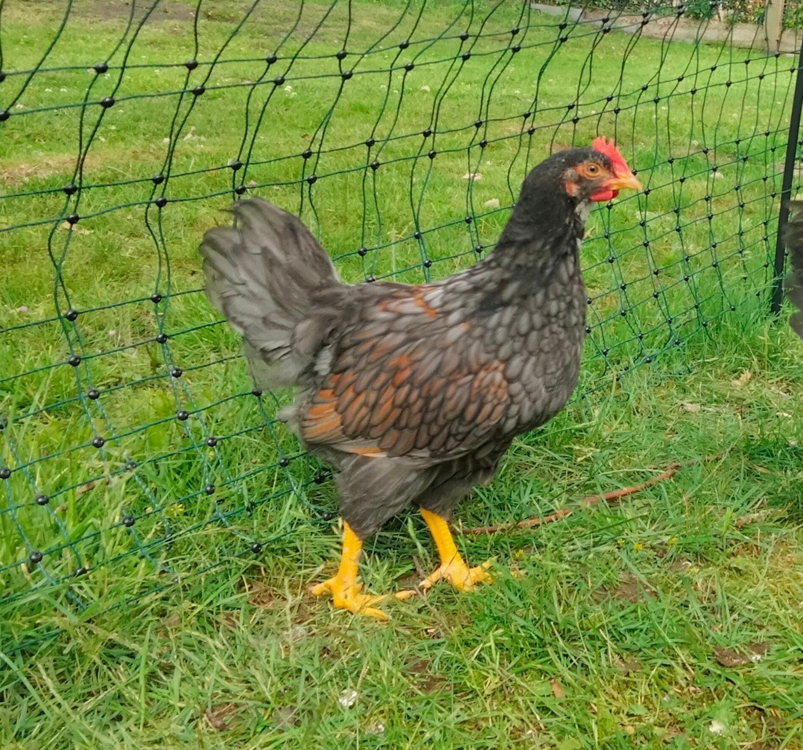 Mooie jonge Barnevelder haan blauwdubbel gezoomd, Dieren en Toebehoren, Pluimvee, Mannelijk, Kip