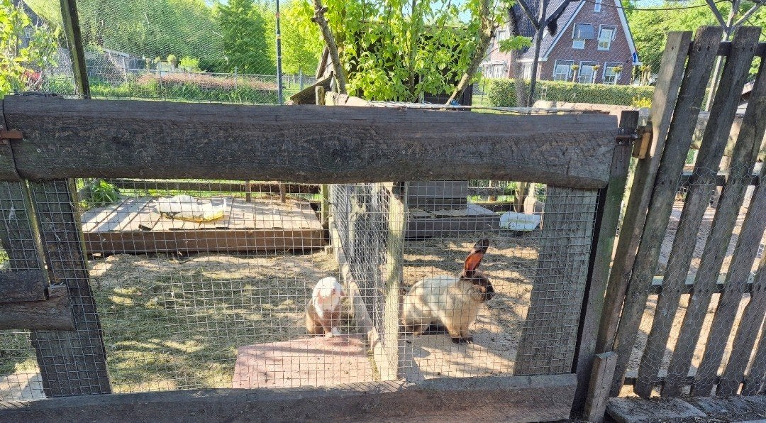 Gezocht dierenweide, Dieren en Toebehoren, Stalling en Weidegang