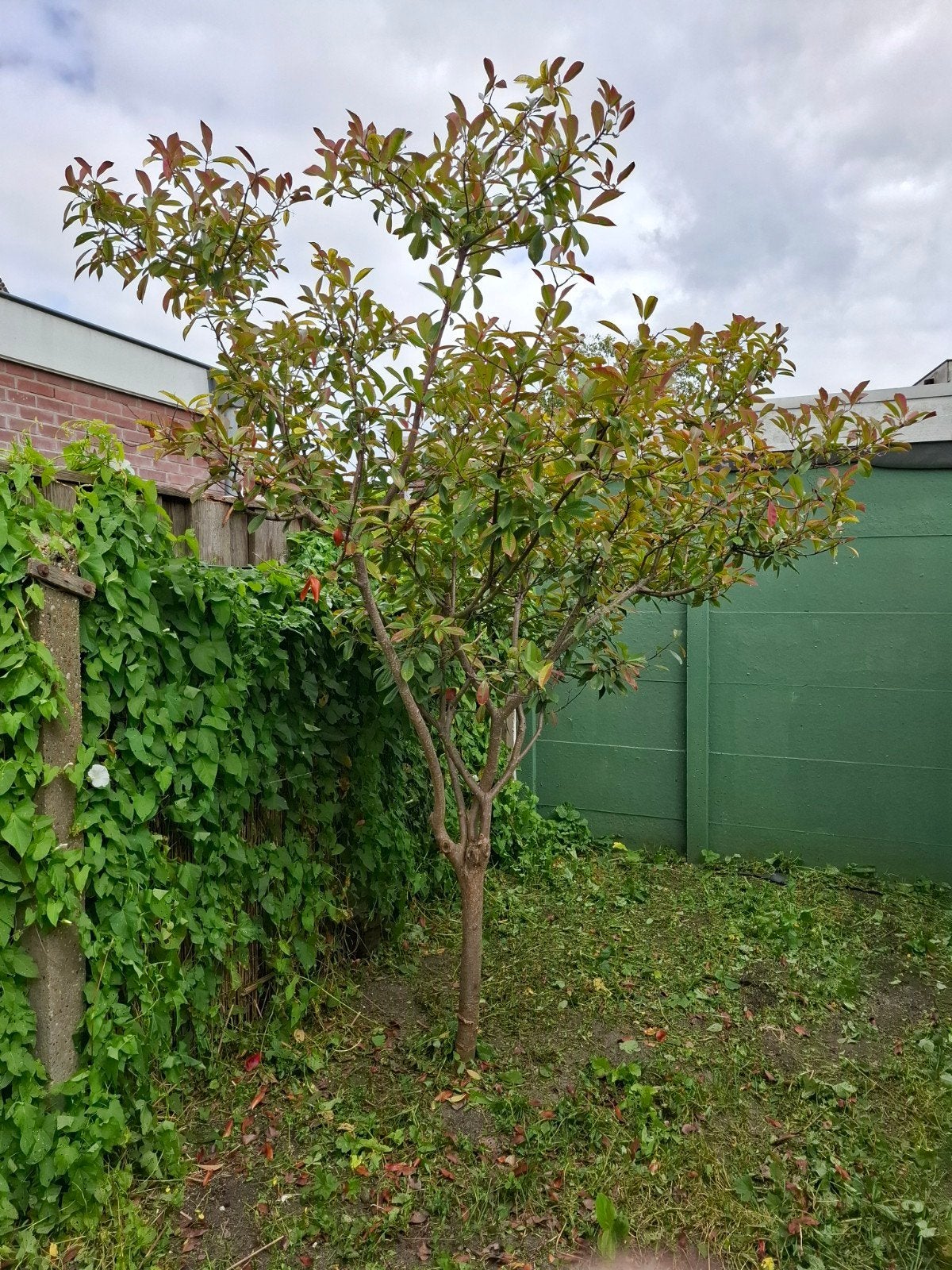 Gratis, Mooie boom voor in de tuin, Tuin en Terras, Planten | Bomen, Bloeit niet, Overige soorten, 100 tot 250 cm, Ophalen