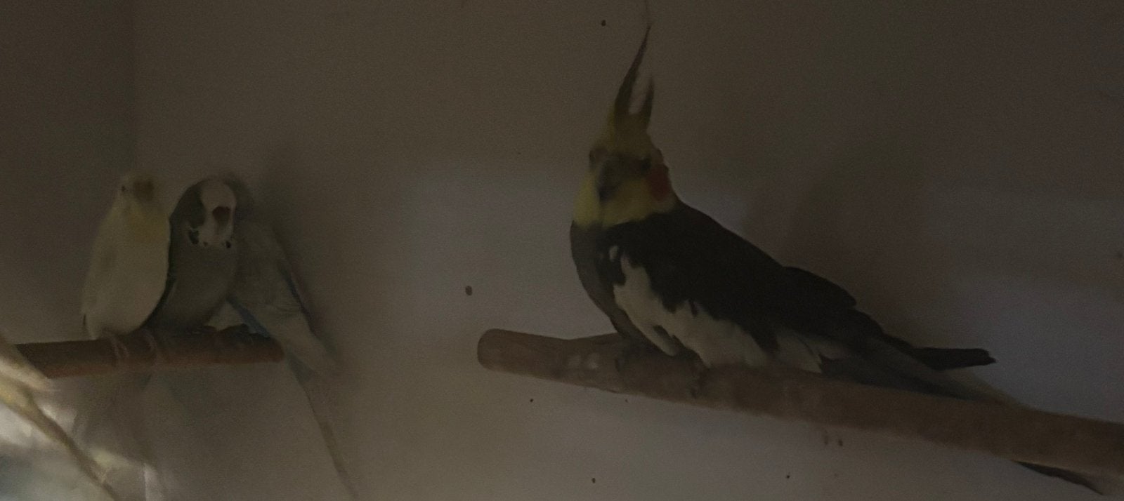 Te Koop koppeltje valkparkieten, Meerdere dieren, Parkiet