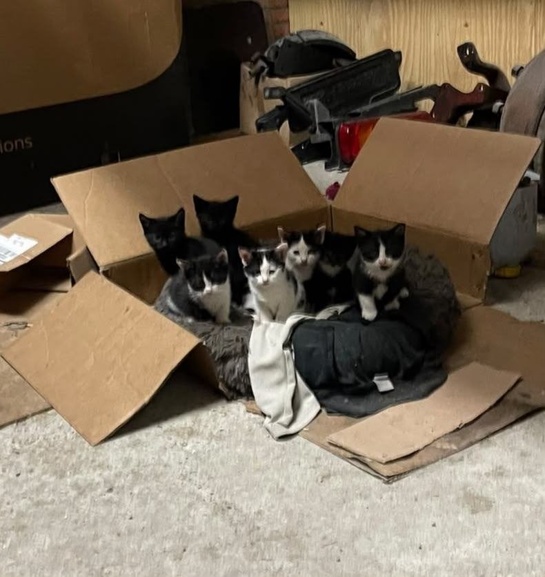 Kittens, Poes, Kortharig, 0 tot 2 jaar
