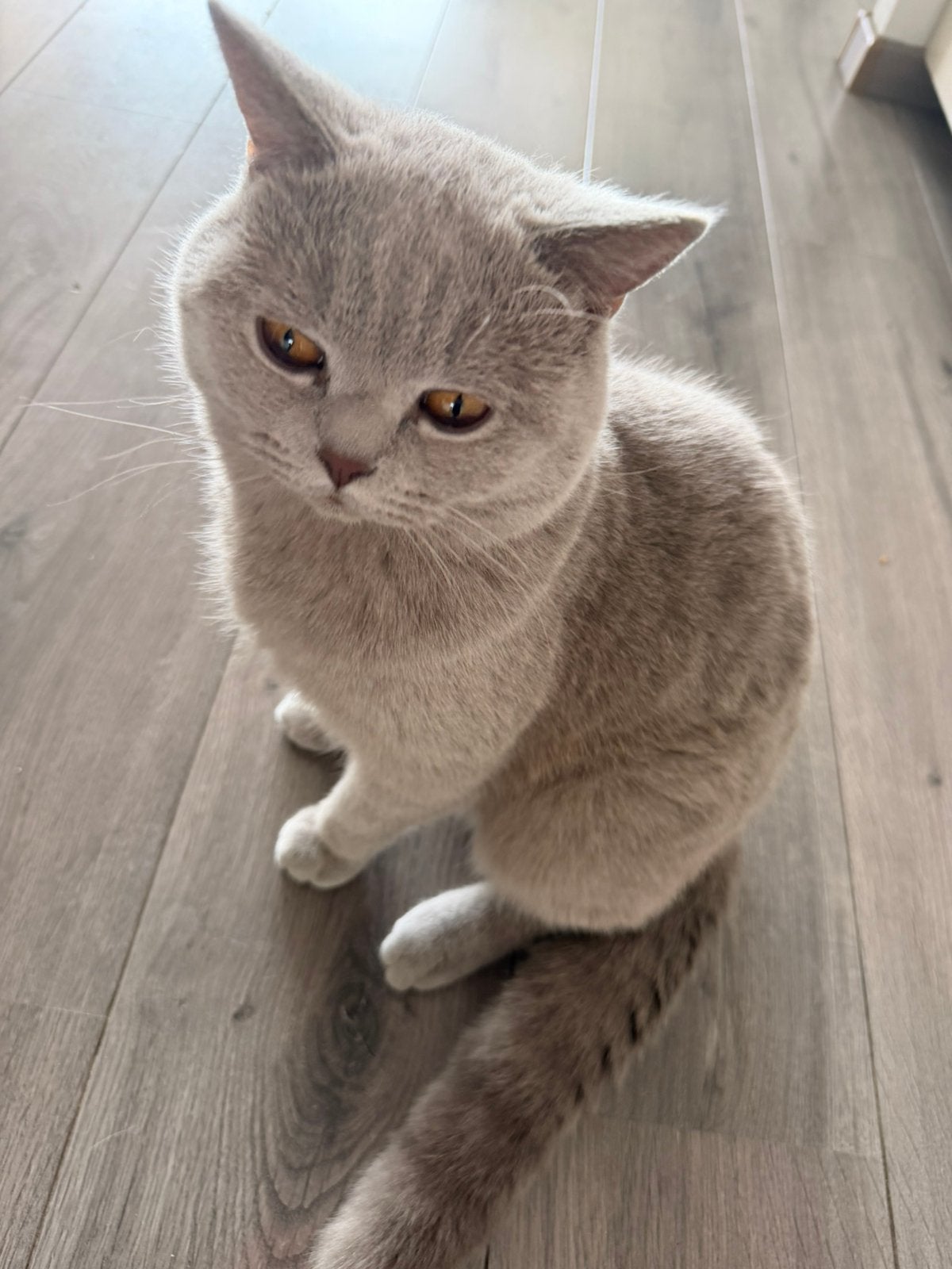 Britse korthaar lilac, Dieren en Toebehoren, Katten en Kittens | Raskatten | Korthaar, Kater, Ontwormd