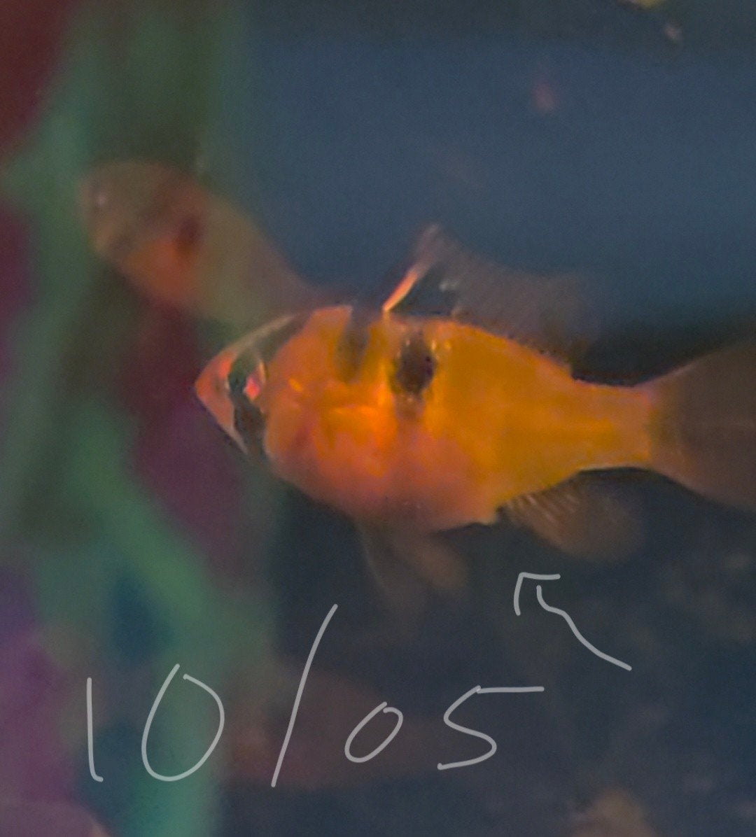Ramirezi's te koop (antennebaarsjes), Dieren en Toebehoren, Vissen | Aquariumvissen, Vis
