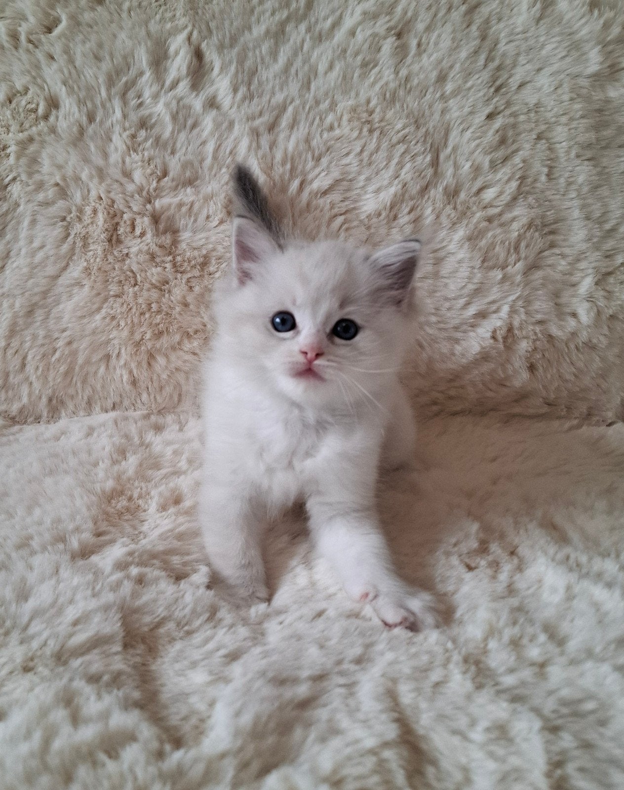 Ragdoll kittens met Stamboom( ouders volledig getest)), Kater, Met stamboom, 0 tot 2 jaar