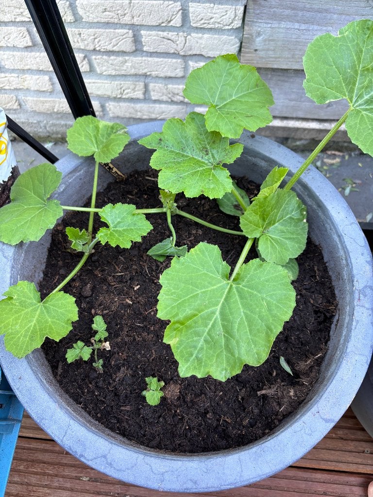 Courgette 'Black Beauty Bio, Ophalen, Eenjarig, Groenteplanten, Volle zon