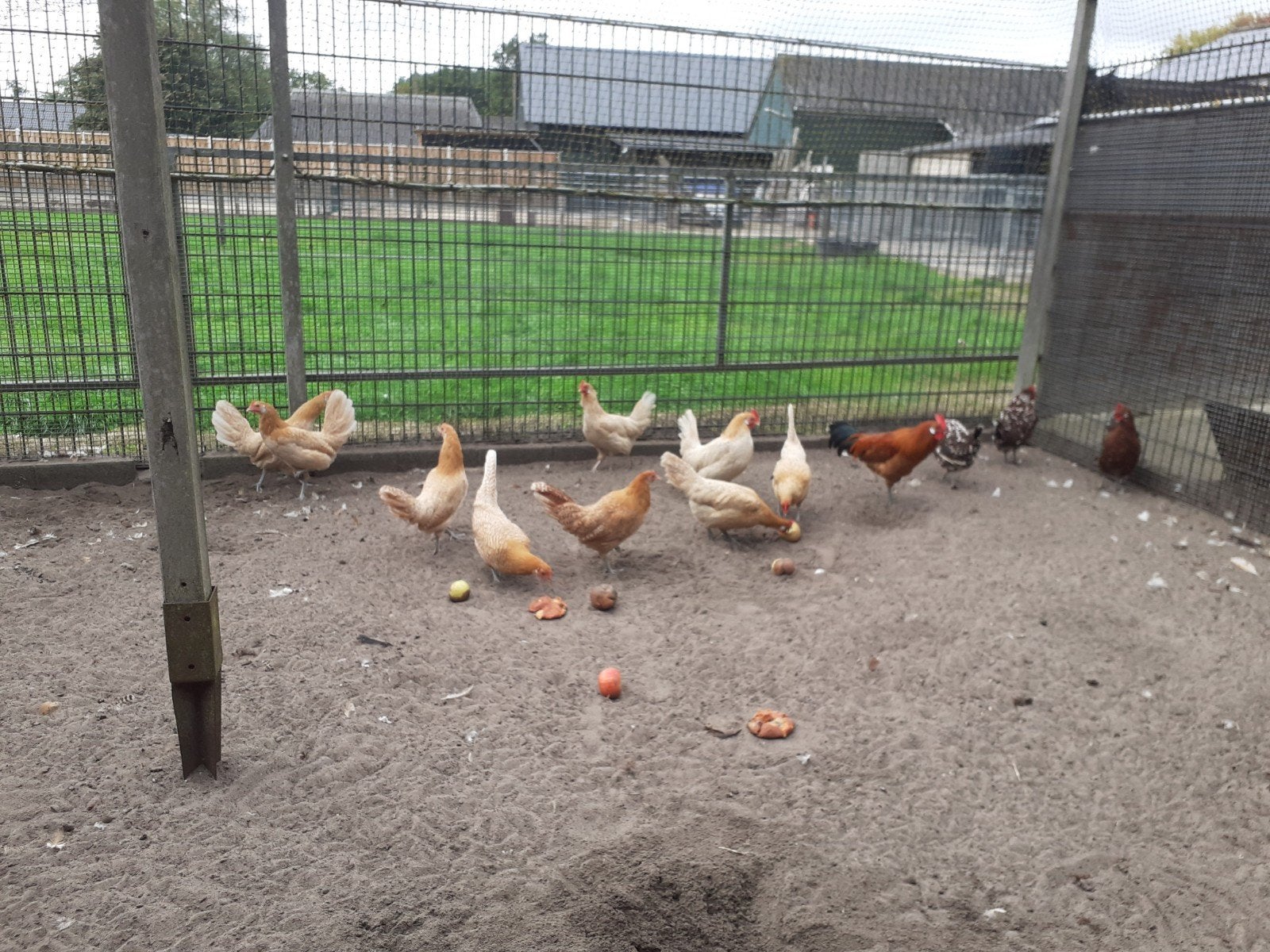 Friese hoen krielkip geel/witpel., Dieren en Toebehoren