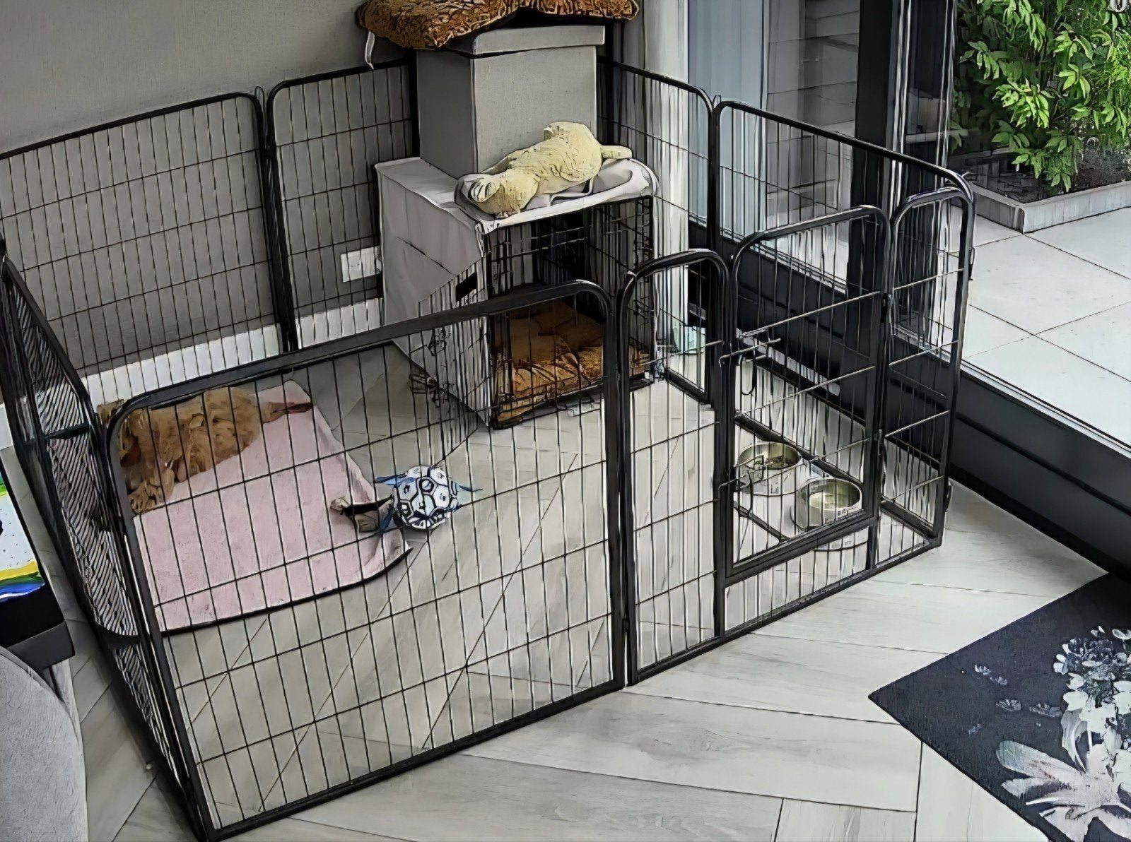 hondenren, Dieren en Toebehoren, Ophalen, 110 cm of meer