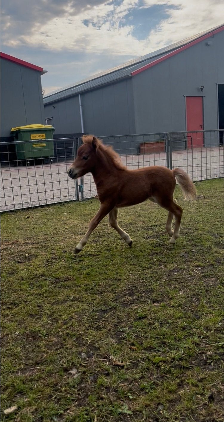 Shetland merrie met super knap merrie veulen!, Dieren en Toebehoren, Merrie, A pony (tot 1.17m), 3 tot 6 jaar, Met stamboom